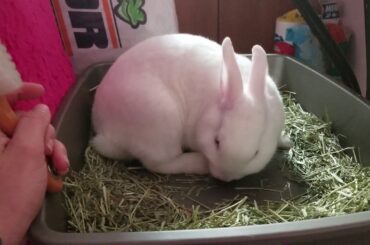 Mi Conejita Bunny Cute🐇😌🌻