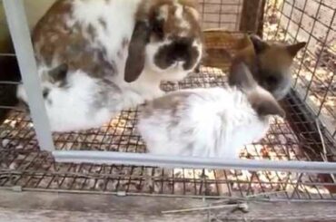 Cute Baby Bunnies Holland Lops