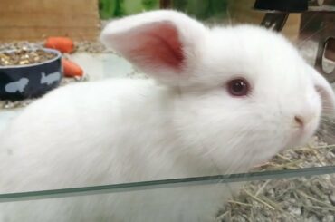 Lindos Conejitos al ritmo de la música Jazz! Cute Bunnies 🎺😍🐰