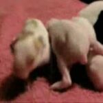 Seven Cute Baby Bunnies