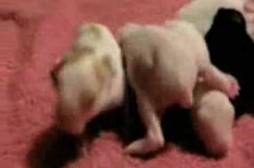 Seven Cute Baby Bunnies