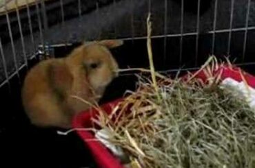 Loppy's baby bunny rabbits