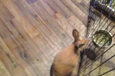 CUTEST BUNNY EVER (21 seconds of cutenesses)