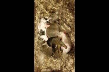 Cute Sleeping Baby Bunnies