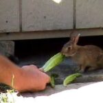 Ryan feeding baby bunny!