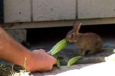 Ryan feeding baby bunny!