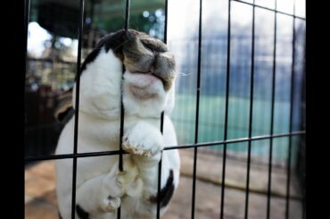 AMAZING Rex Rabbit ~ bun-bun loves his scratches ~ cutest thing you'll see today~