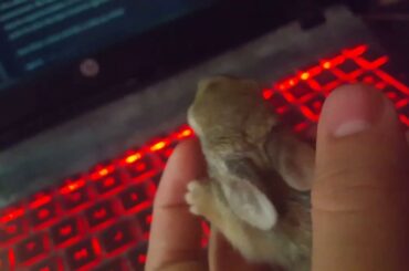 Baby bunny squeaking