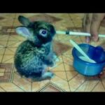 Feeding Baby Rabbit / Super Cute / милый кролик