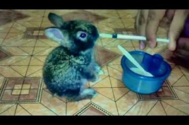 Feeding Baby Rabbit / Super Cute / милый кролик
