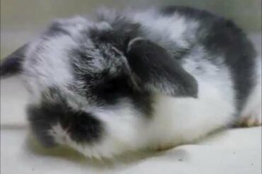 Very Cute Mini Lop Baby Bunnies - Lissy Lops Stud