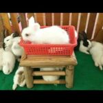 Live in its cages happily with cute rabbit ,cute bunny eating raning with whey friemds ##