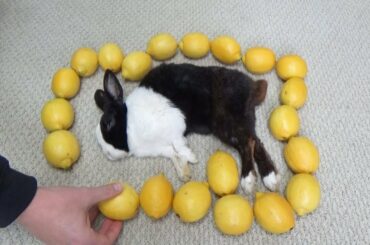 Waking A Sleeping Rabbit By Surrounding Him With Lemons