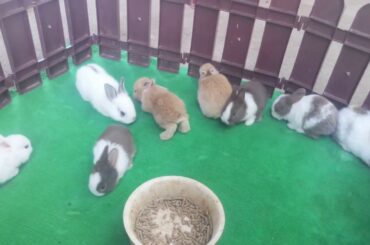 Show of cute rabbits ,cute  bunny living ##