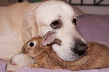 Dog Hugs a Rabbit - Amazing Friendship