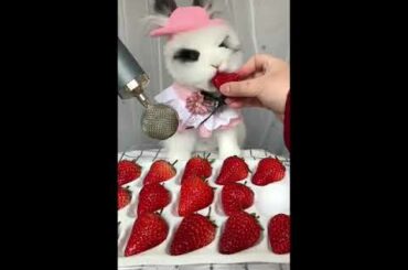 #CuteRabbit#Mukbang#😘Cute Rabbit Mukbang
