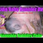 3 Cute Baby Bunnies Day 4 (DOB: Jan 30, 2019) - Bongskie Rabbitry Cebu - Bisdak Edition