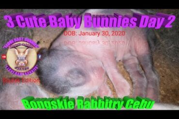 3 Cute Baby Bunnies Day 4 (DOB: Jan 30, 2019) - Bongskie Rabbitry Cebu - Bisdak Edition