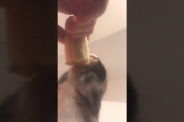 Cute rabbit eats banana (W SOUND!!!)