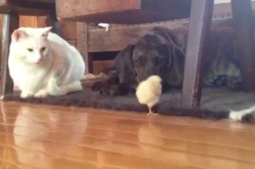 Easter Celebration: Bunnies and Chicks!