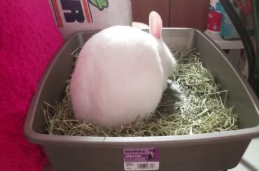 Mi Conejita Bunny Rabbit🐇💗🌼☘