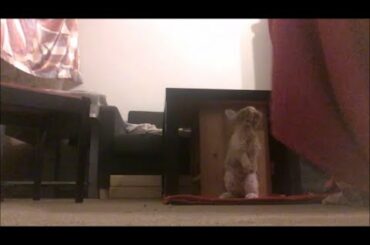 CUTE and SHORN Teddy Rabbit - HAPPY and full of ENERGY- every day ROUTINE - 3 days before CASTRATION