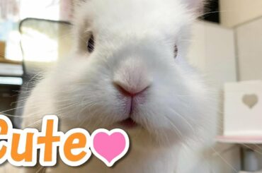 うさぎ可愛さ一杯 A rabbit full of cuteness