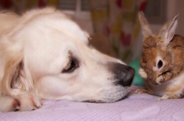 The Dog Helps Rabbit to be Washed