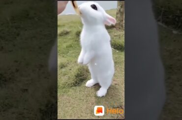 Mahi mainu chadyo Naa status/cute rabbit status/best animal video/animalstatus/rabbit video
