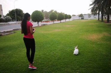 Bunny harness .Happy cute bunny rabbit playing.Funny & hilarious  animal videos