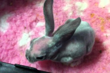 Baby Hairless Rabbit