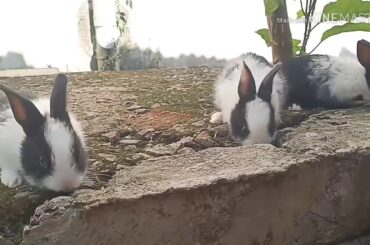 Rabbit  cute baby rabbits funny rabbits kerala
