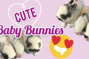 Cute Baby Bunnies Playing | 1 week old | Netherland & Lionhead Bunny Kits