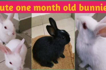 Cute Baby Bunny Never Give up | Funny Rabbits Compilation 2019