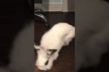 Bunny does a backflip!😂