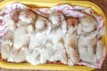 CUTEST Baby Bunnies EVER....Day 14