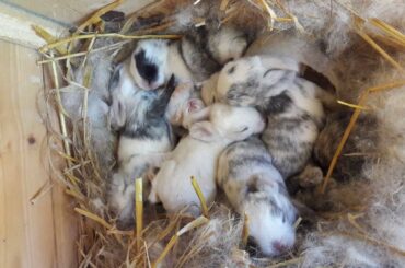 Nine baby bunnies growing up