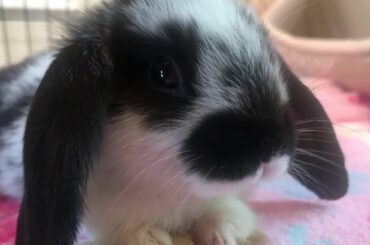 Cute baby bunnies exploring!