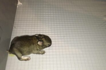 5 day old Baby Bunny first steps out of the nest