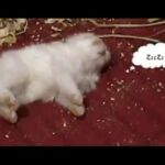 Cute baby bunnies - breakfast time