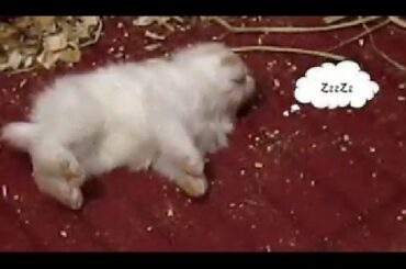 Cute baby bunnies - breakfast time