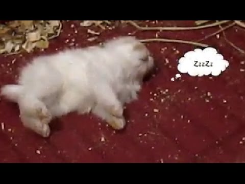 Cute baby bunnies - breakfast time