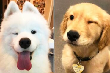 Cute baby animals Videos Compilation cutest moment of the animals 2020 - Soo Cute! #7