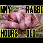10 Hours Old Baby Bunny Rabbits in their Nest