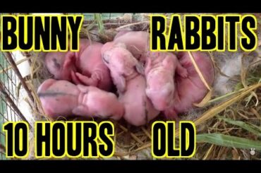 10 Hours Old Baby Bunny Rabbits in their Nest