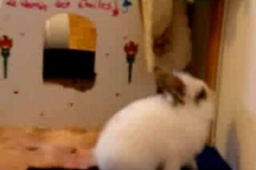 Baby bunnies have fun