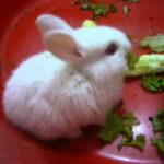 Cute Rabbit (Sevimli Tavşan)