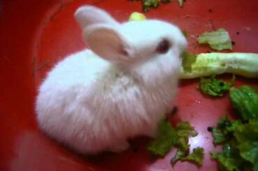 Cute Rabbit (Sevimli Tavşan)