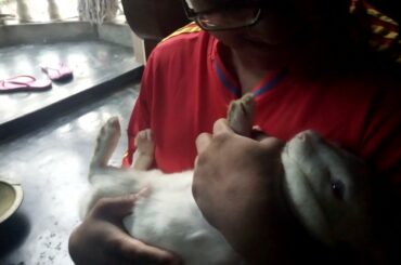 Human Hug With Cutest Bunny In The World