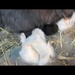 Baby Bunnies go Crazy for Milk!